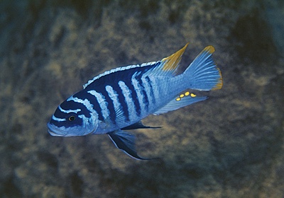 Maylandia fainzilberi 'Luwino Reef'